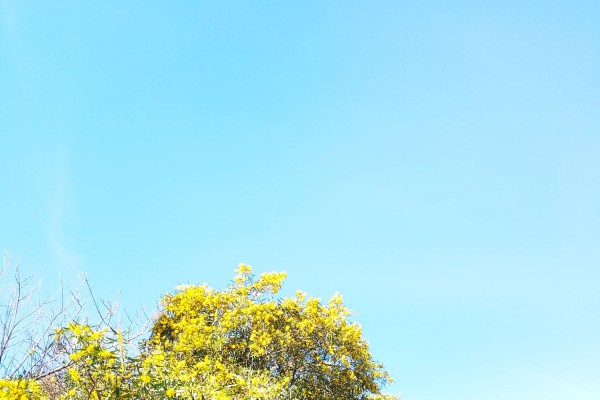Mimosas en flor (Marzo)